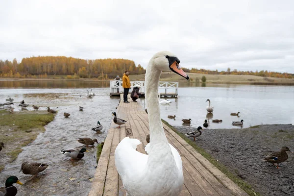 Schwäne Und Enten Auf Dem Gorodischtschenskoje See Izborsk Gebiet Pskow — Stockfoto