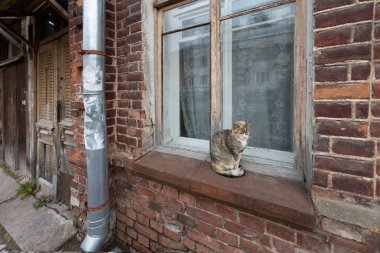 Eski bir tuğla evin penceresinde başıboş bir kedi oturuyor. Penceredeki kedi