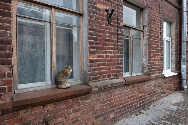 Streunende Katze Sitzt Auf Einem Fensterbrett Vor Einem Alten Backsteinhaus — Stockfoto