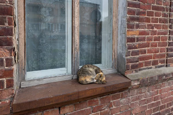 Eine Katze Schläft Fenster Eines Alten Backsteinhauses — Stockfoto