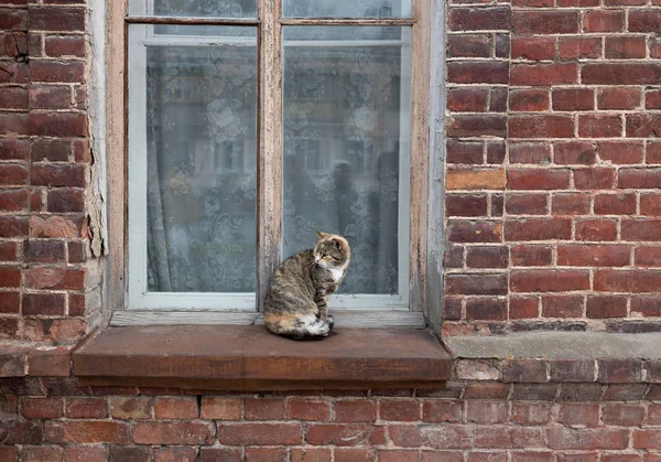 Gato Estranho Sentado Peitoril Janela Lado Fora Uma Velha Casa — Fotografia de Stock