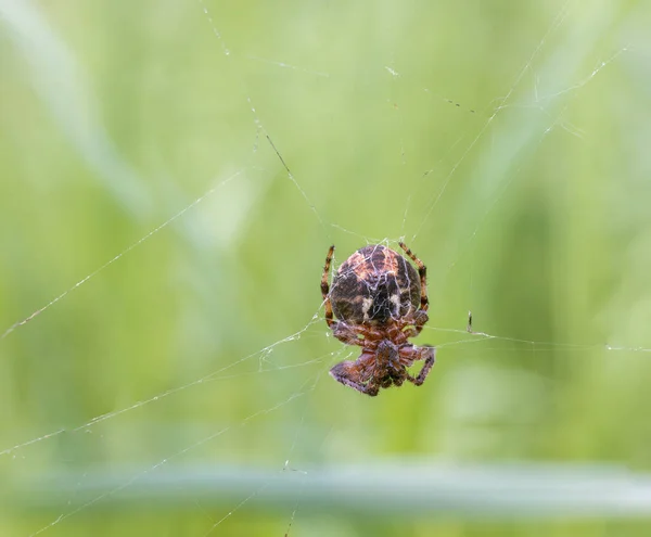 蜘蛛网蜘蛛在它的网站上等待它的猎物 Araneidae科 — 图库照片