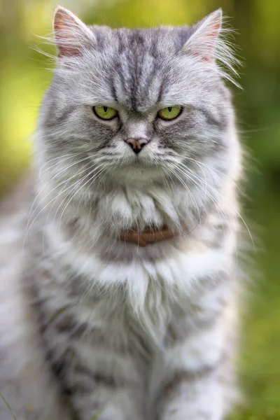 一只皱眉的愤怒的灰猫的画像 — 图库照片