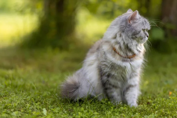 美丽的灰色毛茸茸的猫坐在花园里的草地上 — 图库照片