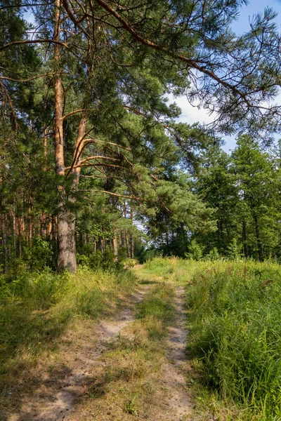 Bordo Della Foresta Alla Sorgente Del Fiume Klyazma Regione Vladimir — Foto Stock