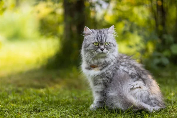 Gato Peludo Cinza Bonito Sentado Grama Jardim — Fotografia de Stock