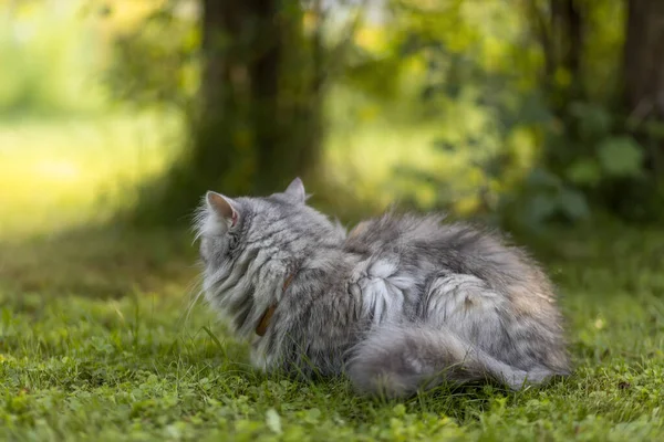 美丽的灰色毛茸茸的猫坐在花园里的草地上 — 图库照片