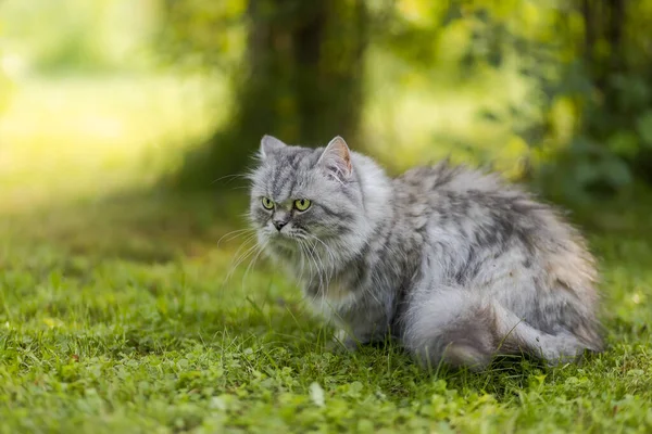 美丽的灰色毛茸茸的猫坐在花园里的草地上 — 图库照片