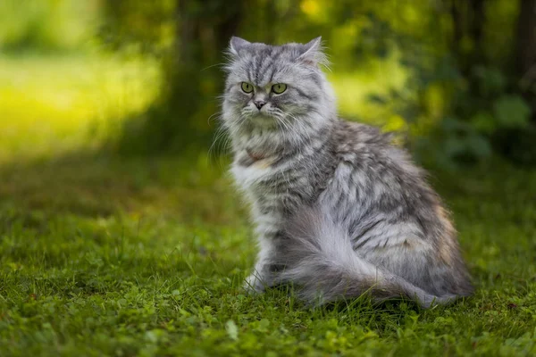 美丽的灰色毛茸茸的猫坐在花园里的草地上 — 图库照片