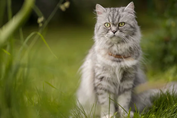 美丽的灰色毛茸茸的猫坐在花园里的草地上 — 图库照片