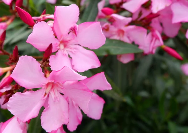 Красивый букет маленьких розовых цветов на кусте . — стоковое фото