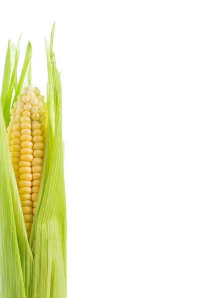 One Ripe Corn Cob Isolated White Background Free Space Text — Stock Photo, Image