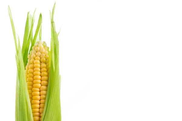 One Ripe Corn Cob Isolated White Background Space Text — Stock Photo, Image