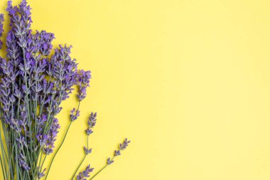 Sarı zemin üzerinde taze lavanta çiçekleri grubu, metin için boşluk ile düz yatıyordu