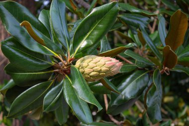 Manolya ağacının yanında açık hava fotoğraflarıyla birlikte.