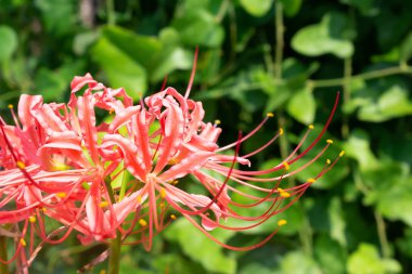 Yeşil zemin üzerinde kırmızı örümcek zambağı çiçek kümesi, duvar kağıdı
