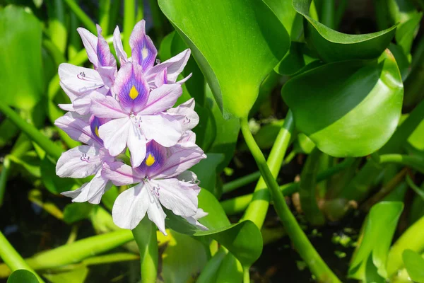 Eichhornia Crassipes Nebo Voda Hyacint Květy Kvetoucí Zeleným Pozadím — Stock fotografie
