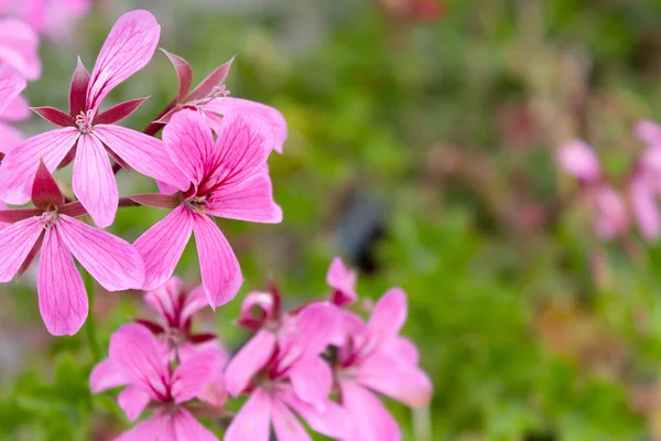 Różowe Pelargonia Lub Geranium Kwiaty Zielonym Tle Zewnątrz Ogrodzie — Zdjęcie stockowe