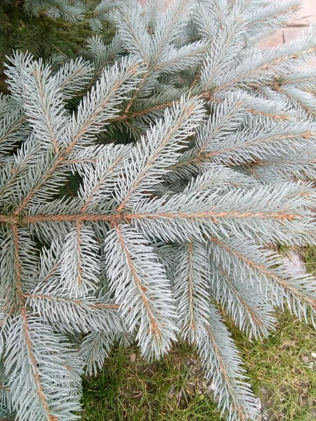 Πράσινο Χριστουγεννιάτικο Δέντρο Υποκατάστημα — Φωτογραφία Αρχείου