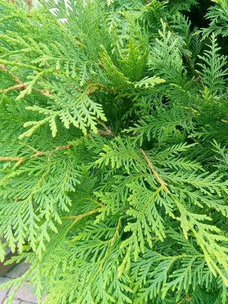 Zeer Groene Gras Achtergrond — Stockfoto