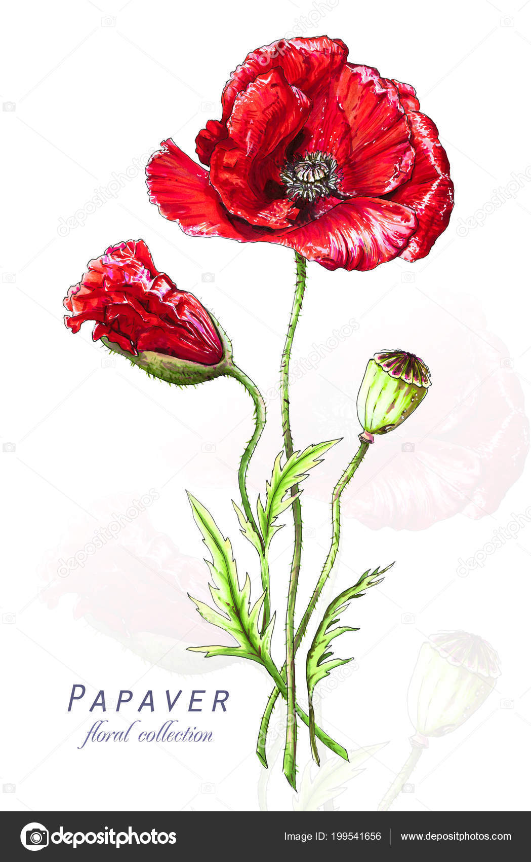 Botanical Illustration Postcard Card Blossoming Red Poppy Papaver Flower Imitation Stock Photo Image By C Inna73