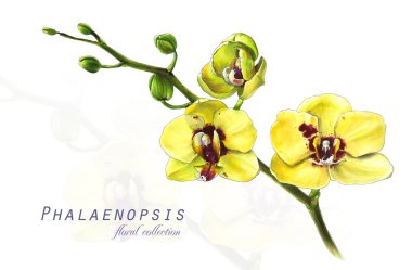 Botanik illüstrasyon. Kartpostal çiçek açması ile sarı kart orkide phalaenopsis çiçek. Suluboya taklit. Alkol işaretleri ile çizim.