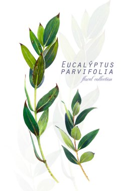 Botanik illüstrasyon. Kartpostal kartıyla twigs okaliptüs parvifolia. Suluboya taklit. Alkol işaretleri ile çizim.