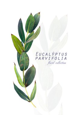 Botanik illüstrasyon. Kartpostal kartıyla twigs okaliptüs parvifolia. Suluboya taklit. Alkol işaretleri ile çizim.