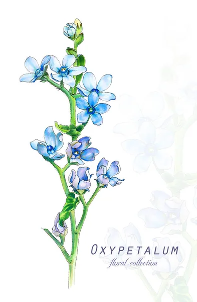 Illustrazione Botanica Cartolina Con Fiore Ossipetalio Blu Fiore Imitazione Acquerello — Foto Stock