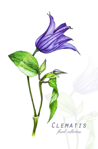 Botaniska Illustration Vykort Kort Med Lila Klematis Blomma Imitation Akvarell — Stockfoto