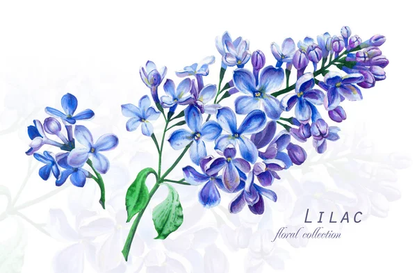 Ilustrasi Botani Kartu Pos Dengan Bunga Lilac Biru Mekar Imitasi — Stok Foto