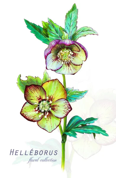 Ilustración Botánica Tarjeta Postal Con Flor Hellebore Helleborus Odorus Imitación — Foto de Stock