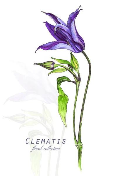 Botaniska Illustration Vykort Kort Med Lila Klematis Blomma Imitation Akvarell — Stockfoto