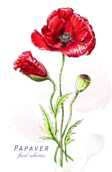Illustrazione Botanica Cartolina Con Fiore Papavero Rosso Fiorito Papaver Imitazione — Foto Stock