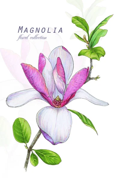 Botanical illustration. Postcard card with blossoming pink magnolia flower. Imitation of watercolor. Drawing with alcohol markers.