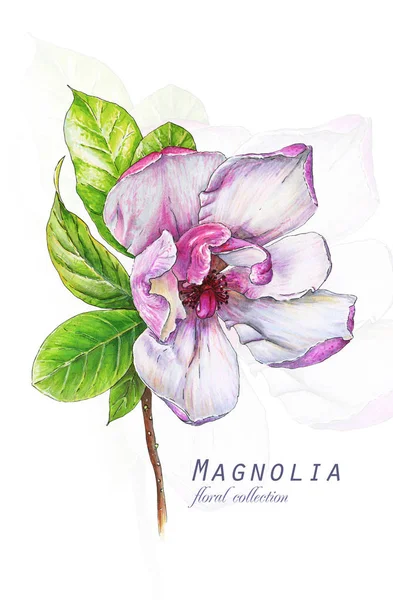 Botaniska Illustration Vykort Kort Med Blommande Rosa Magnolia Blomma Imitation — Stockfoto