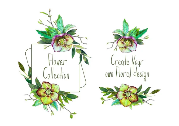 Set Con Illustrazione Helleborus Verde Foglie Cornice Mazzi Piccoli Decorazione — Foto Stock