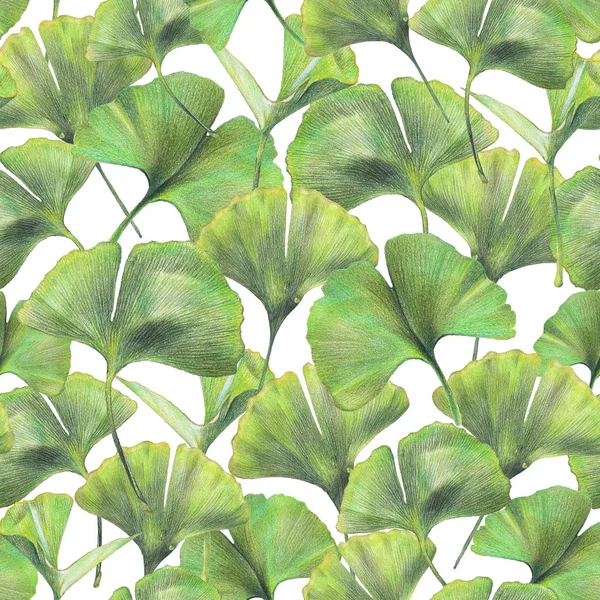 イチョウの緑の葉とのシームレスなパターン 色鉛筆でイラストを描いた テキスタイル インテリアやいくつかの背景の植物のナチュラルなデザイン — ストック写真