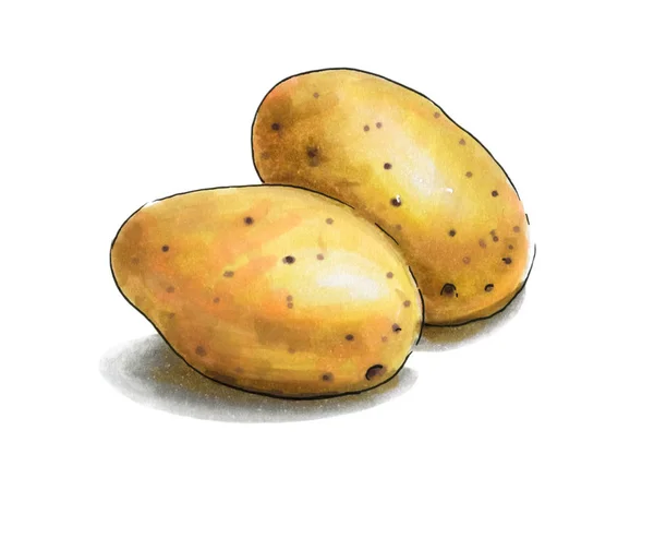 Colorful Juicy Potato Illustration Drawing Alcohol Markers Useful Vegetable Veggie — Stock Photo, Image