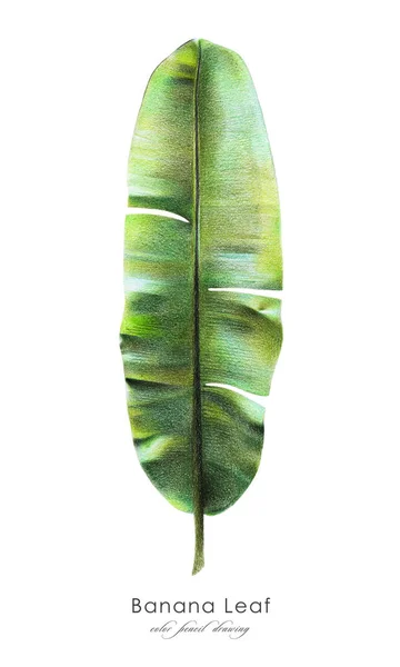 stock image Illustration of colored pencils of a banana leaf isolated on a white background. Element of tropical flora to create your own design.