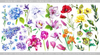 Set with multicolored flowers and floral elements for create your design. Illustration of blue hydrangea and lilac, pink lily and tulip, yellow rose, orchid, blooming magnolia and red poppy. clipart