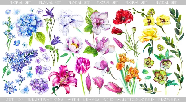 Σετ Πολύχρωμα Λουλούδια Και Floral Στοιχεία Για Δημιουργήσετε Σχέδιό Σας — Φωτογραφία Αρχείου