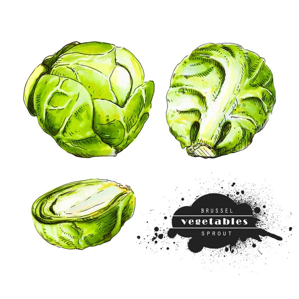 Růžičková Kapusta Izolovaná Bílém Pozadí Ilustrace Zeleninové Skicy Vegetariánské Zdravé — Stock fotografie