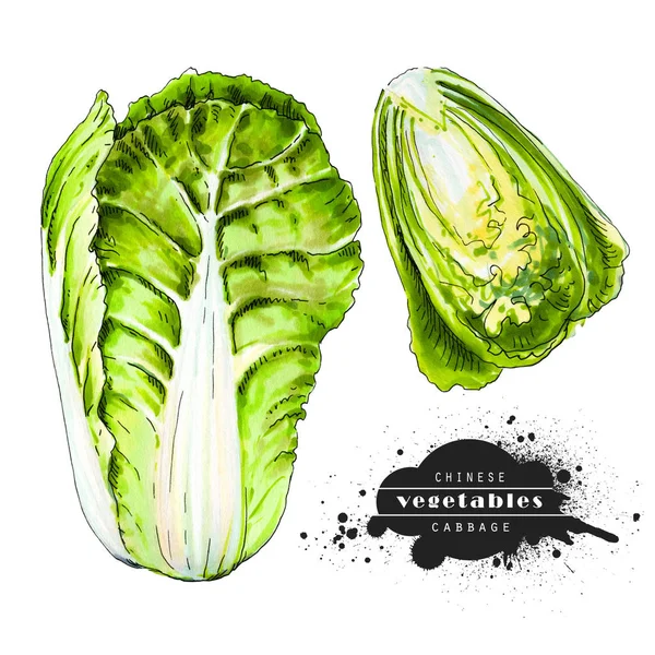 Čínské Zelí Izolované Bílém Pozadí Ilustrace Zeleninové Skicy Vegetariánské Zdravé — Stock fotografie