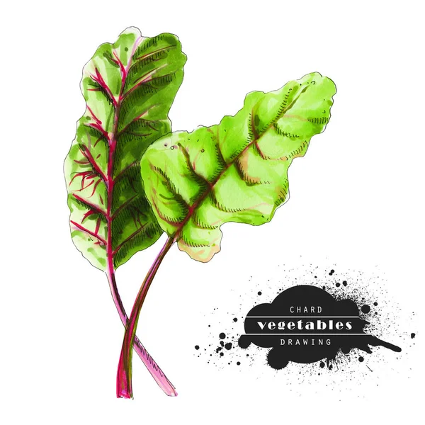 Chard Isolerad Vit Bakgrund Illustration Stjälkar Skiss Veggiery Och Hälsosam — Stockfoto