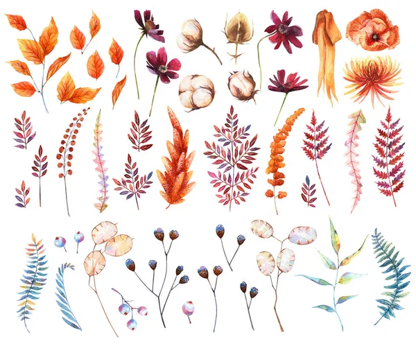 Aquarelle Clipart Automne Clipart Fleurs Sauvages Palmier Séché — Photo