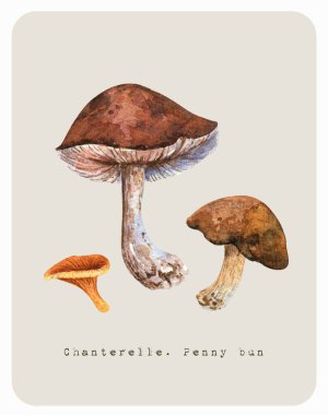 Mantarların suluboya çizimi. Kahverengi porcini mantarı ve sarı chanterelle..