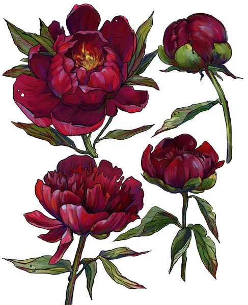 beautiful maroon peonies set. illustration drawn by hand