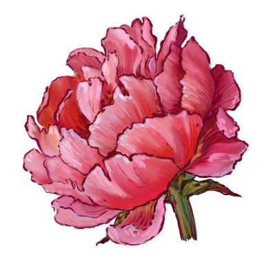 narin pembe şakayık, baskı, illüstrasyon