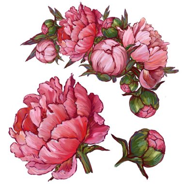 narin pembe şakayık, set, illüstrasyon 